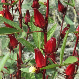 Hibiskus augs kā dabīgs matu augšanas līdzeklis
