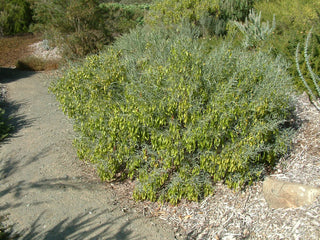 Jojoba eļļa pret sejas grumbām un sausai ādai